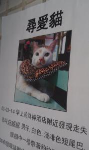 The most fashionable lost cat poster image I have ever seen...